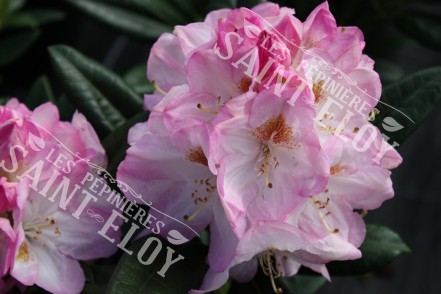 Rhododendron brigitte